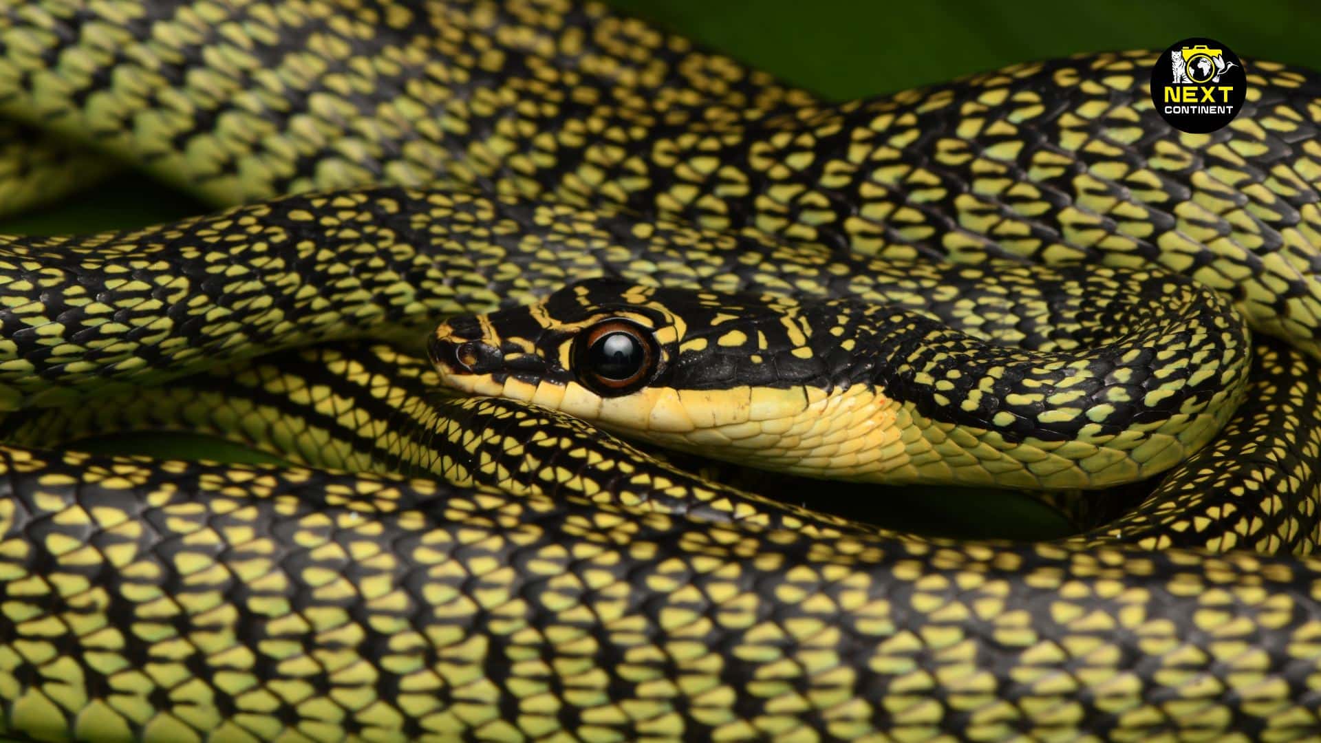 βοΈ New From The Field βοΈ
Our herping guide, Diep Tung, just came back with this stunning shot of a Golden Tree Snake (Chrysopelea ornata) from his recent herping tour in Ho Chi Minh City!
This vibrant, mildly venomous snake is known for its striking green-yellow pattern and incredible gliding ability β yes, it can fly (well, technically, glide) between trees by flattening its body like a ribbon in mid-air. Fast, elusive, and harmless to humans, the Golden Tree Snake is always an exciting and safe highlight for any herping enthusiast.
Want to see one with your own eyes? Join us now π€©
-
NEXT CONTINENT - UNLOCK YOUR NEXT ADVENTURE
π Website: https://nextcontinenttours.com/
π Email: info@nextcontinent.travel
π WhatsApp/Zalo: (+84) 328 955 019