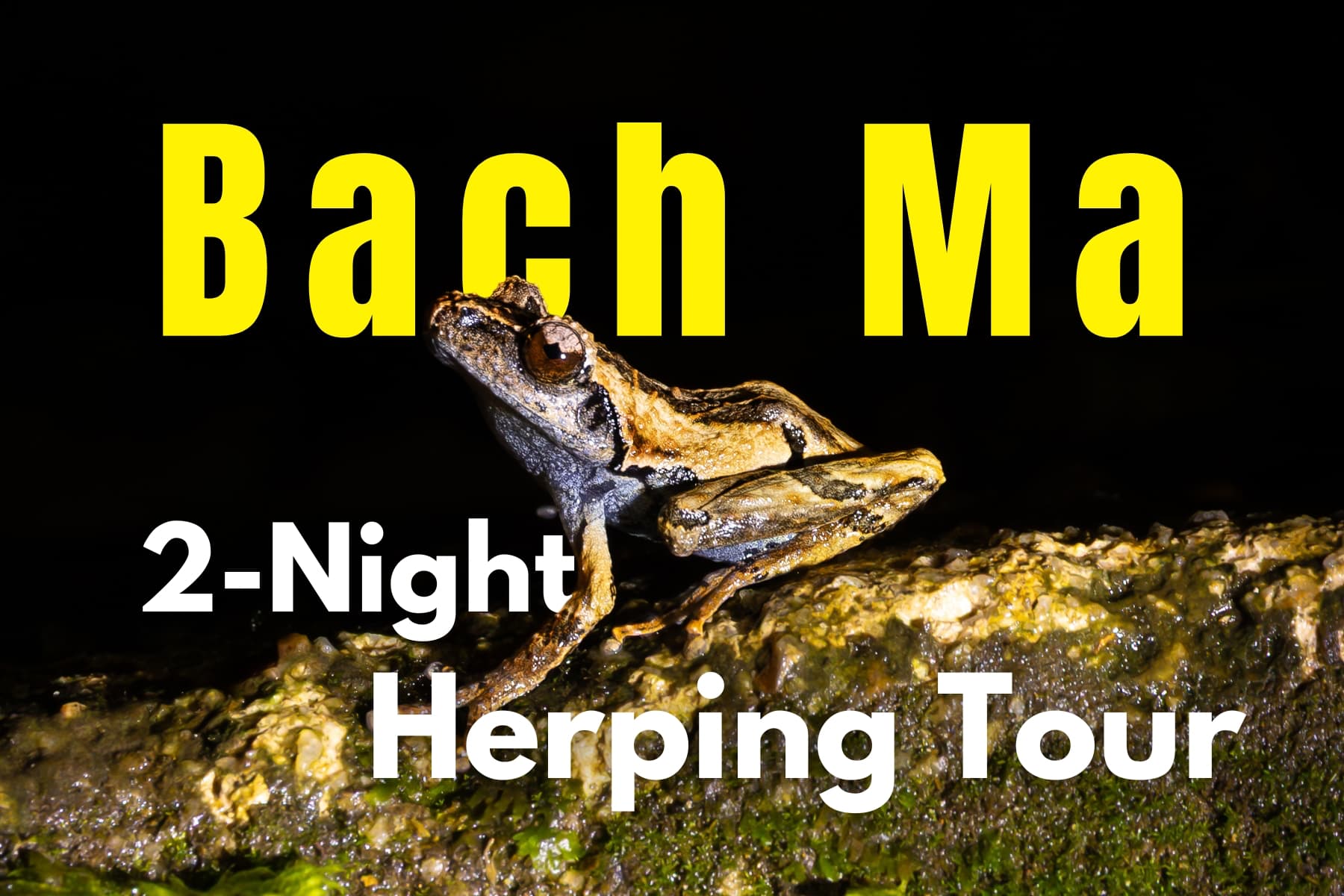 bach-ma-herping-tour-thumbnail