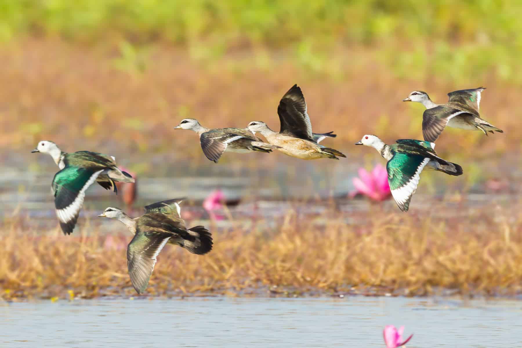 Flock of Cotton Pygmy Geese flying over wetlands filled with vibrant pink waterlilies