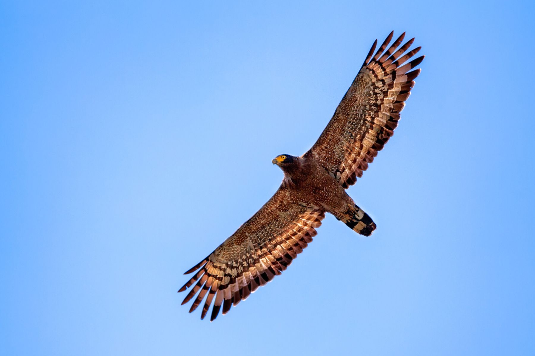 Crested Serpent Eagle soaring gracefully against a clear blue sky, showcasing its sharp wings and distinctive markings