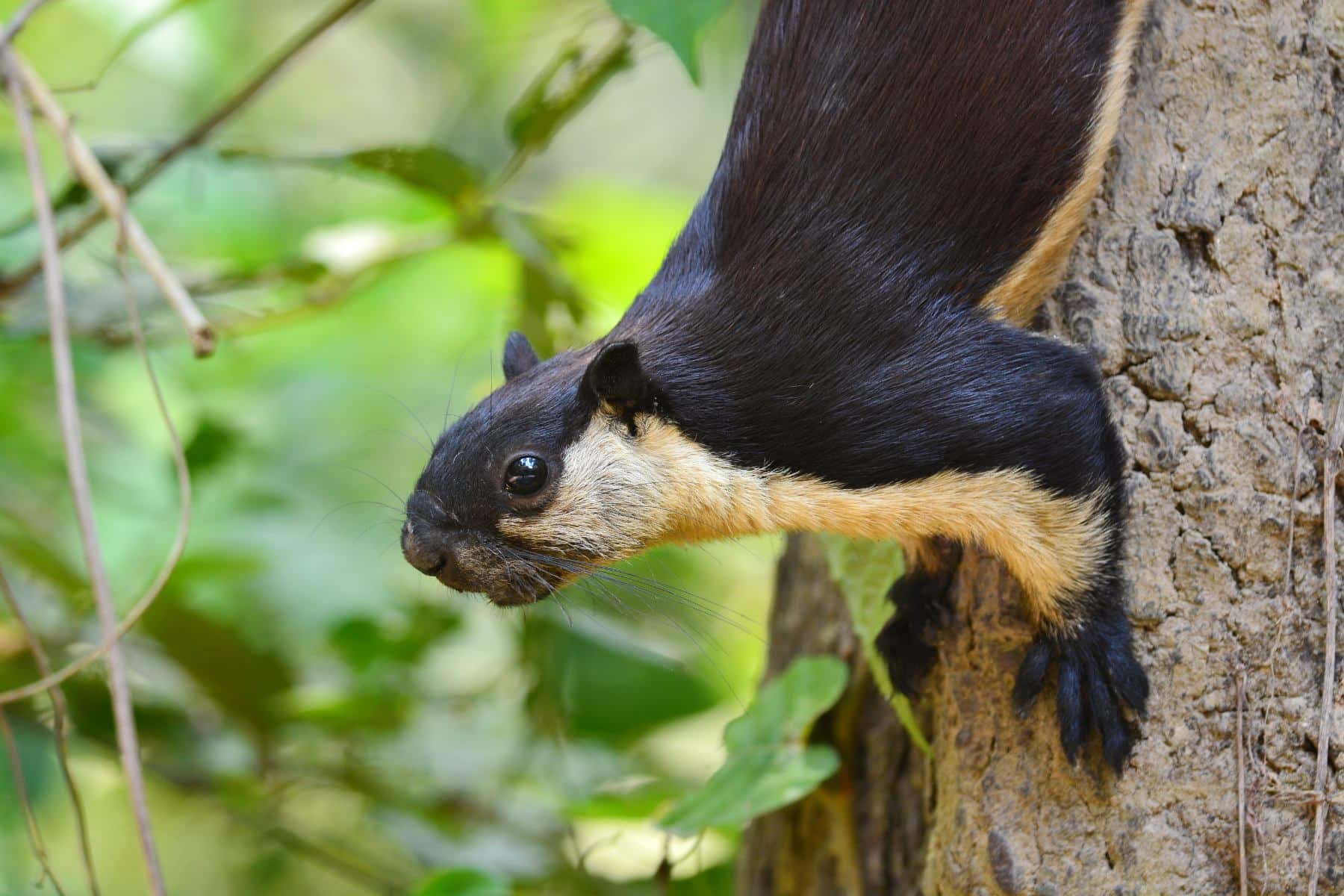 Close-up of the head of a Giant Black Squirrel, showing its striking black fur and expressive eyes