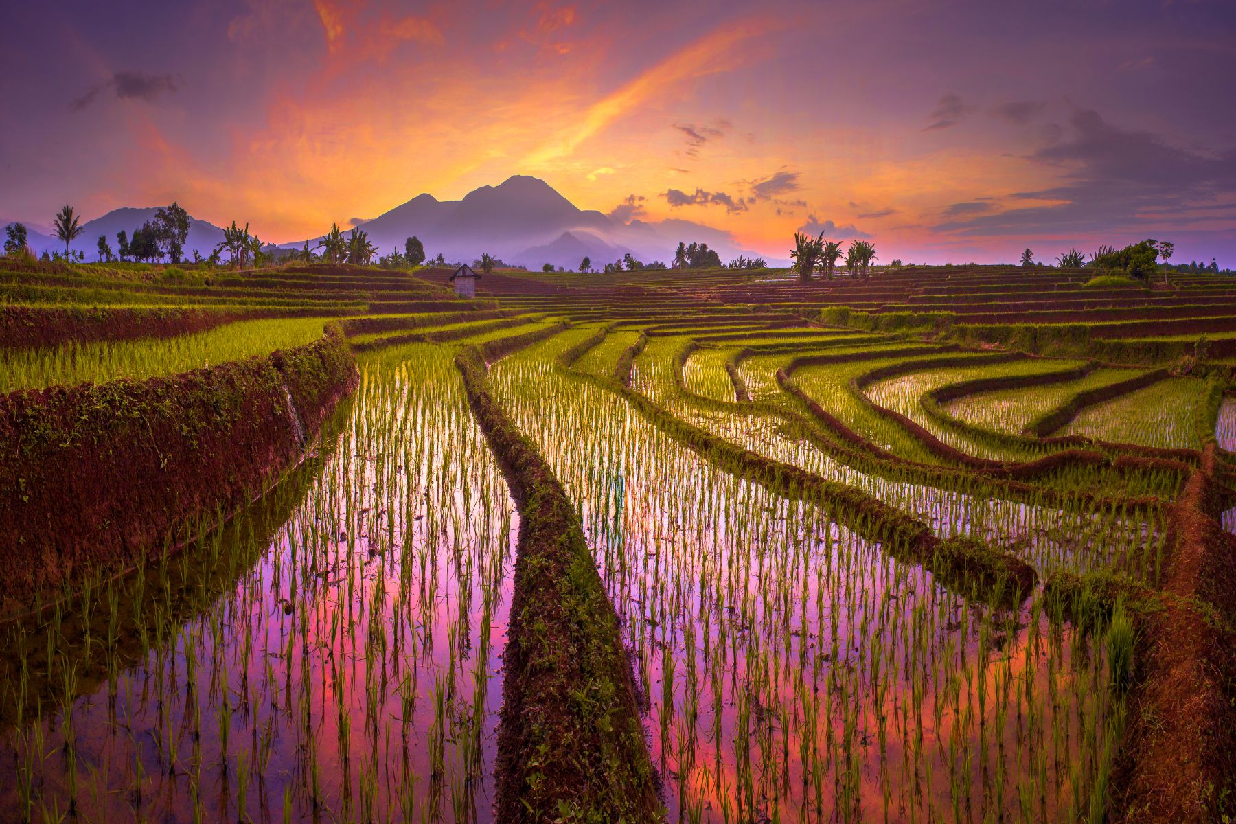 Bright and colorful sunrise with a pink sky beautifully reflected in the paddy fields of Hoi An, Vietnam