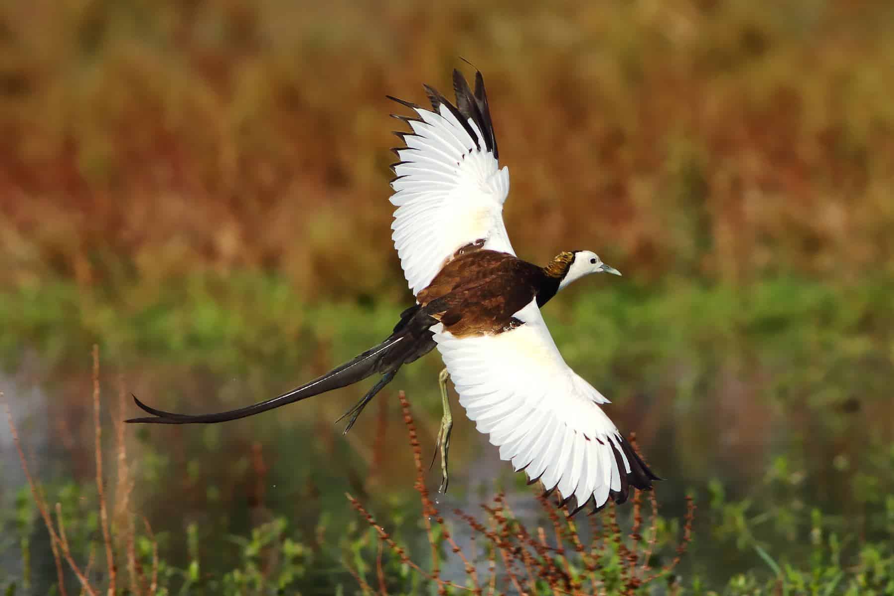 Close-up of a breeding adult Pheasant-tailed Jacana flying through wetlands, displaying its striking white wings