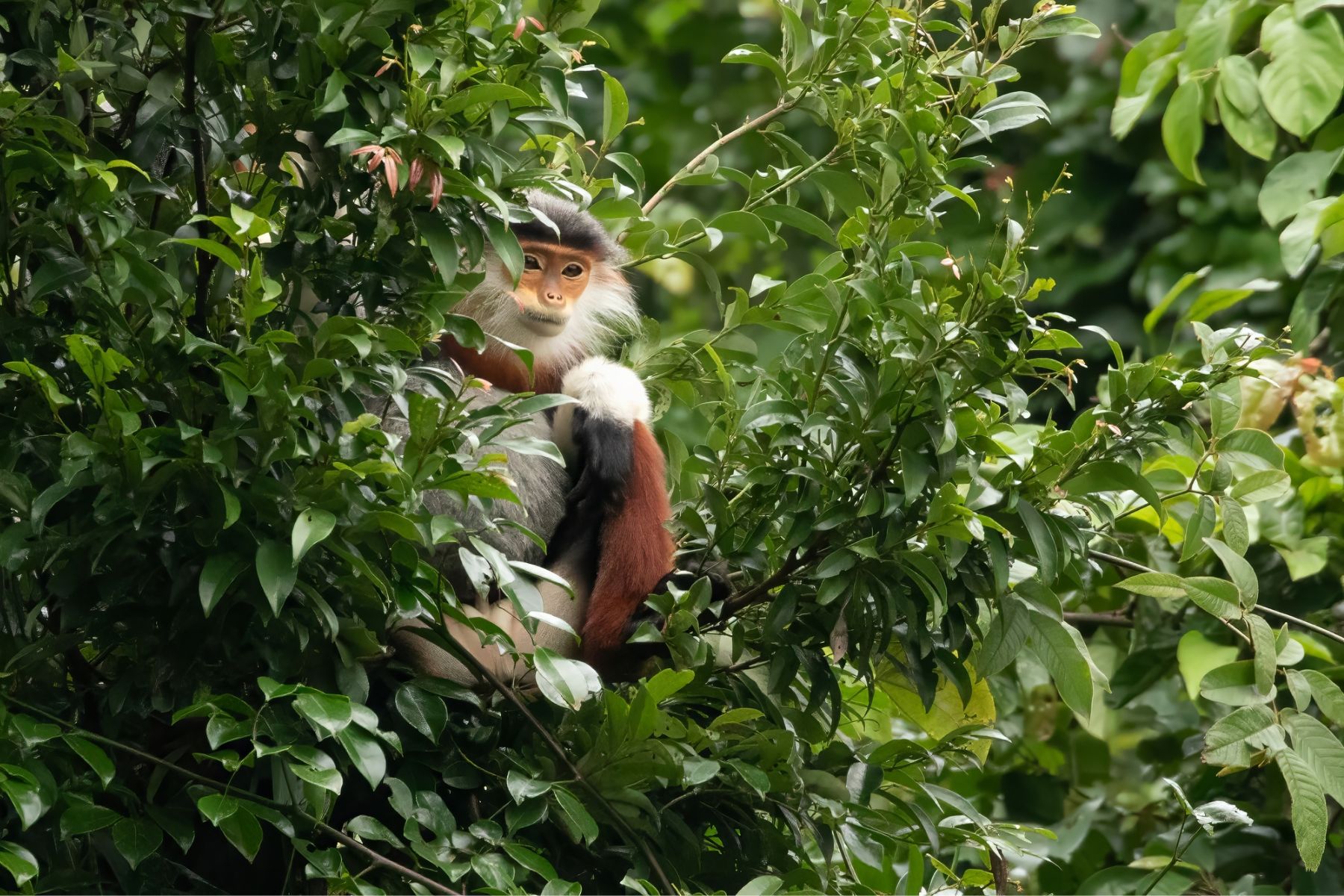 Red-shanked Douc Langur peering through the lush forest canopy on the Son Tra Peninsula in Da Nang, Vietnam