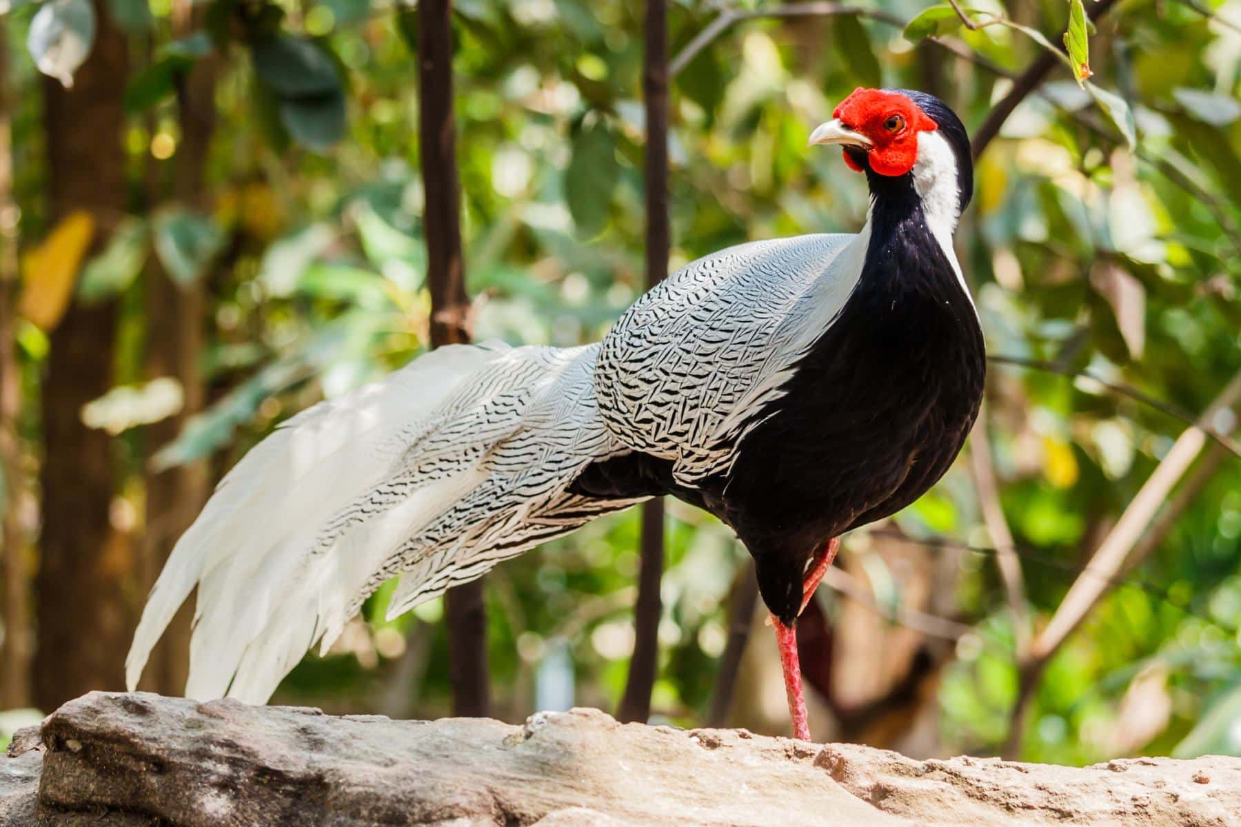Adult male Silver Pheasant with striking white plumage and red facial skin, photographed in the forest of Bạch Mã National Park