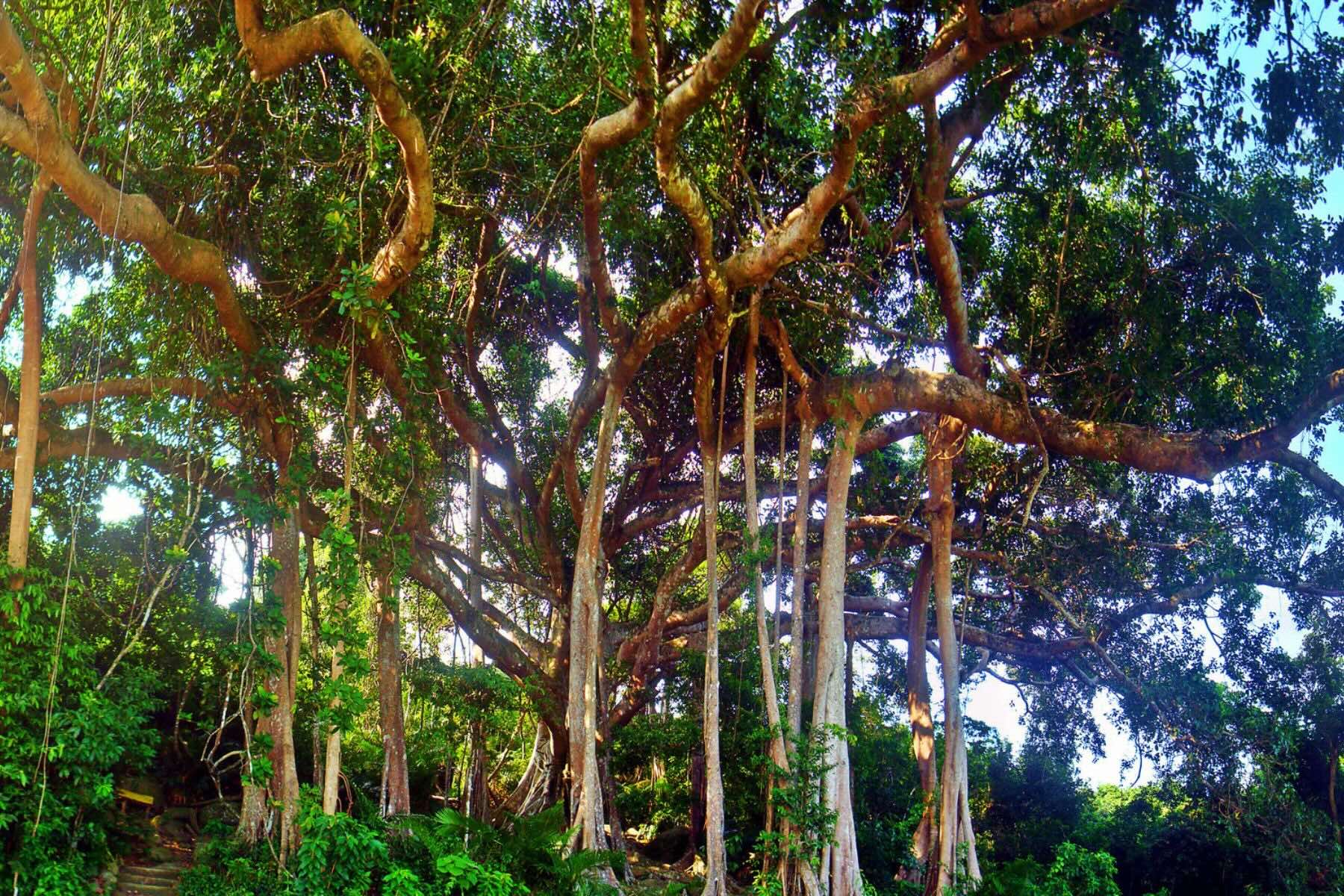 Thousand-Year-Old Banyan Tree on the Son Tra Peninsula in Da Nang, Vietnam, showcasing its sprawling roots and vast canopy