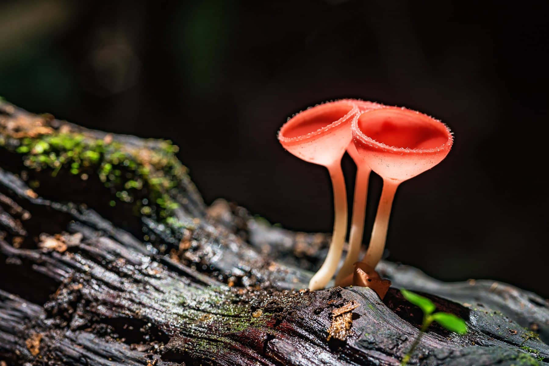 Close-up of Cookeina sulcipes, featuring bright red, round cups growing on a rotting log, illustrating the distinctive appearance of this fungi species