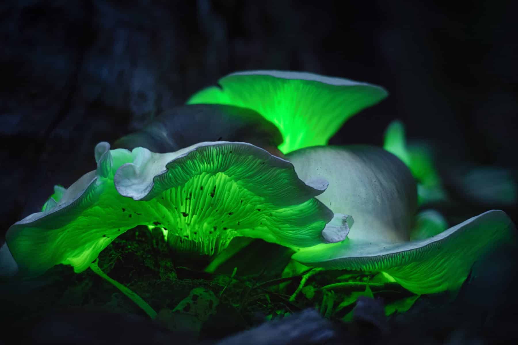 A clump of Ghost Fungus glowing in the dark, showcasing its bioluminescent properties as it grows together on decaying wood