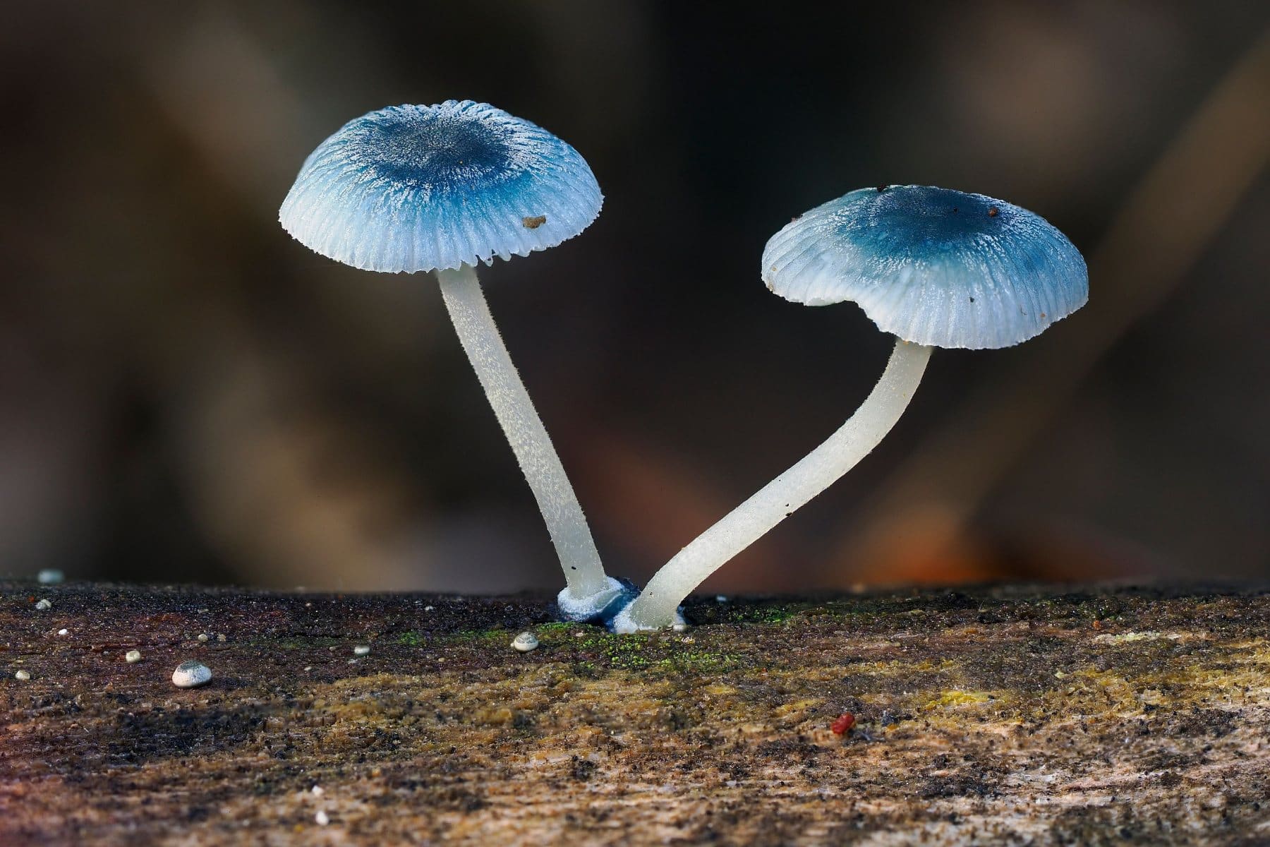Close-up of a pair of Pixie's Parasol fungi, showing their vibrant blue caps with dark azure centers, a striking feature for identification
