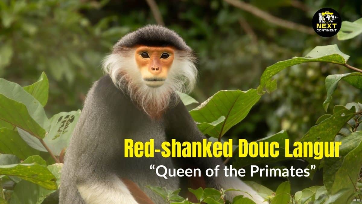 A red-shanked douc langur perched on a tree branch in its natural habitat