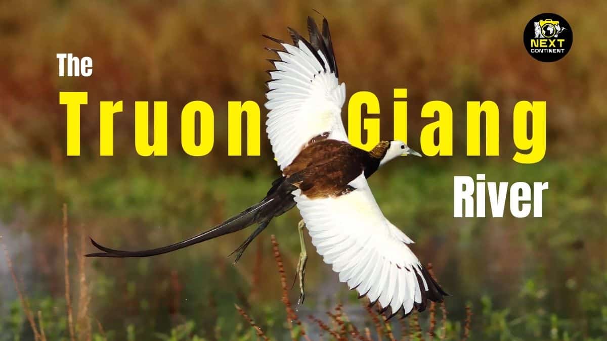 A adult breeding Pheasant-tailed Jacana flying through the Truong Giang River