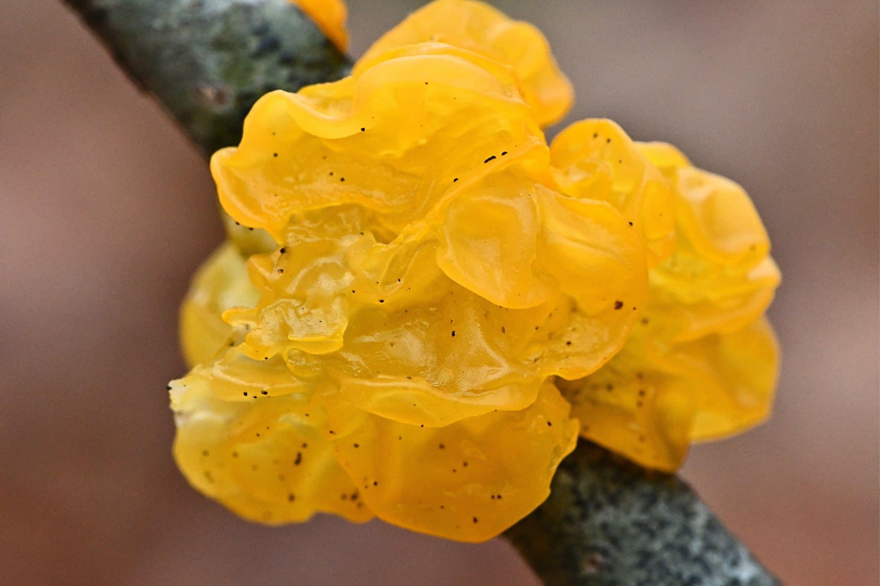 Golden yellow clump of Witch's Butter fungi, with a buttery texture, growing on a stick in a forest setting
