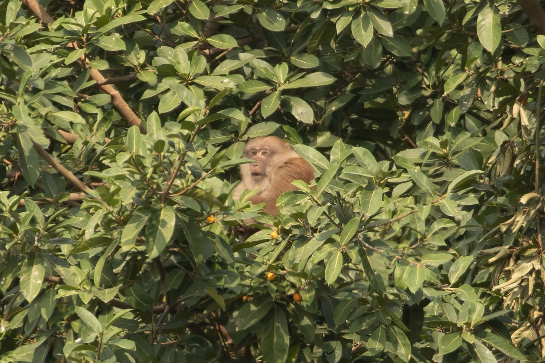 An Assam Macaque feeding among the leaves, partially hidden in the canopy at Van Long Wetlands
