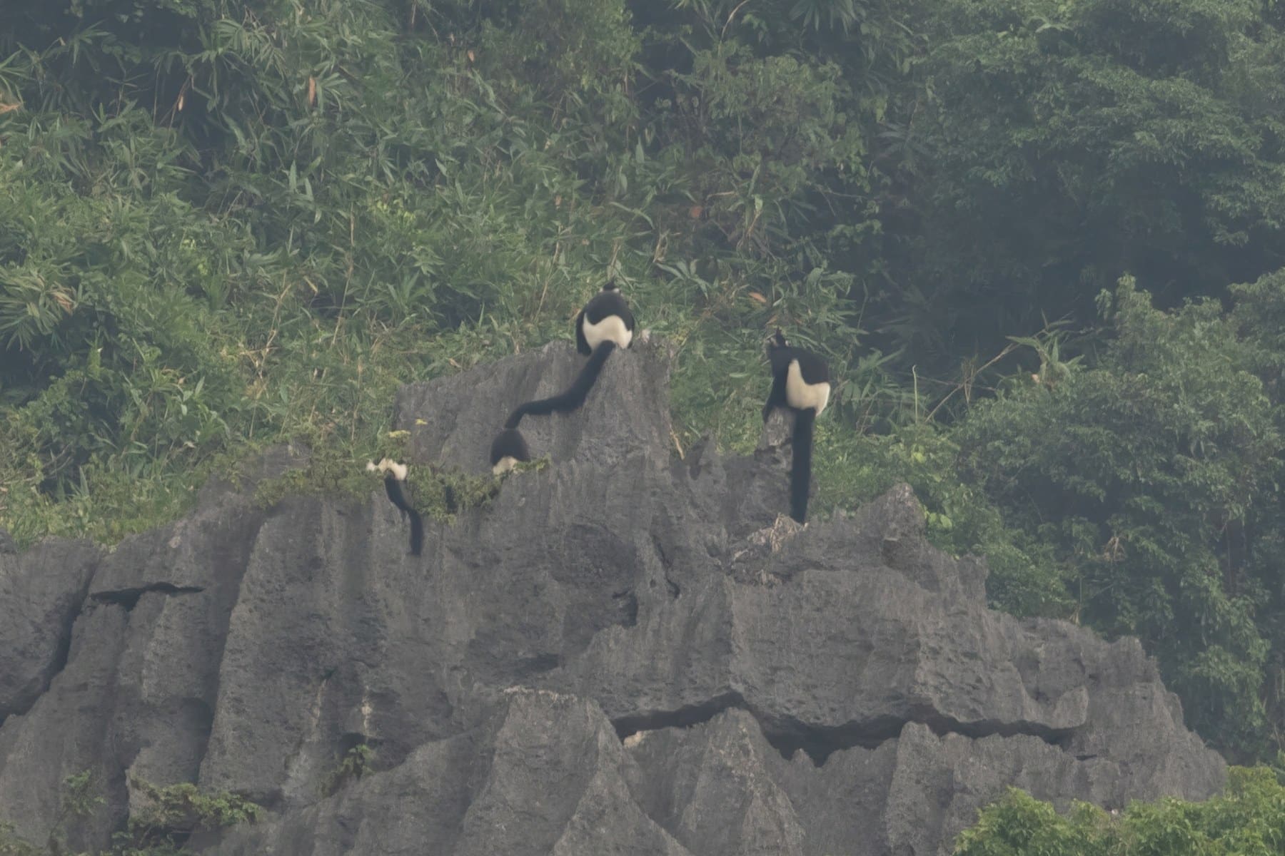 A distant view of a Delacour's Langur perched on a limestone karst at Van Long Wetlands.