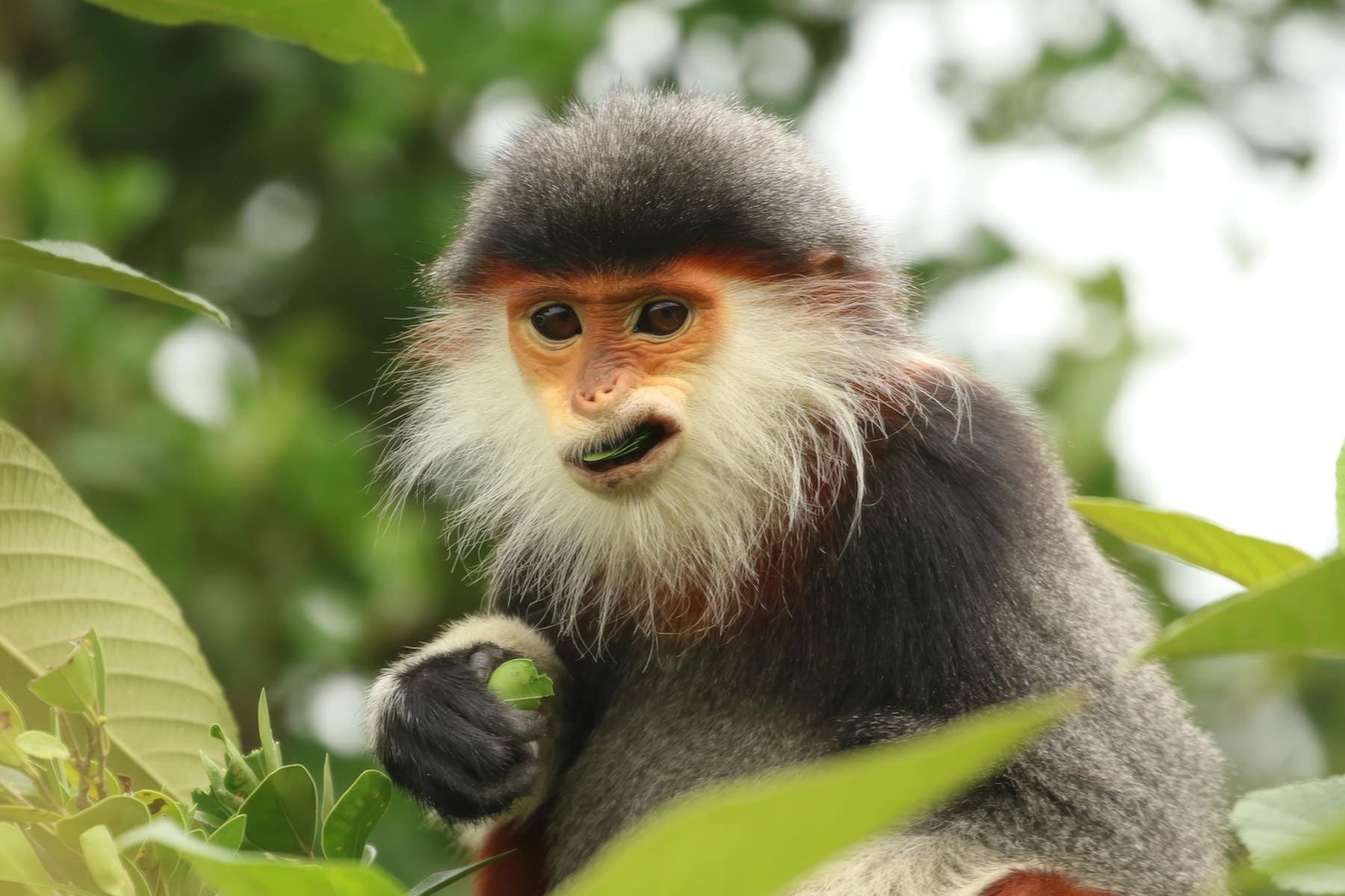 Close-up of adult Red-shanked Douc Langur with a scrunched face eating leaves in the forest