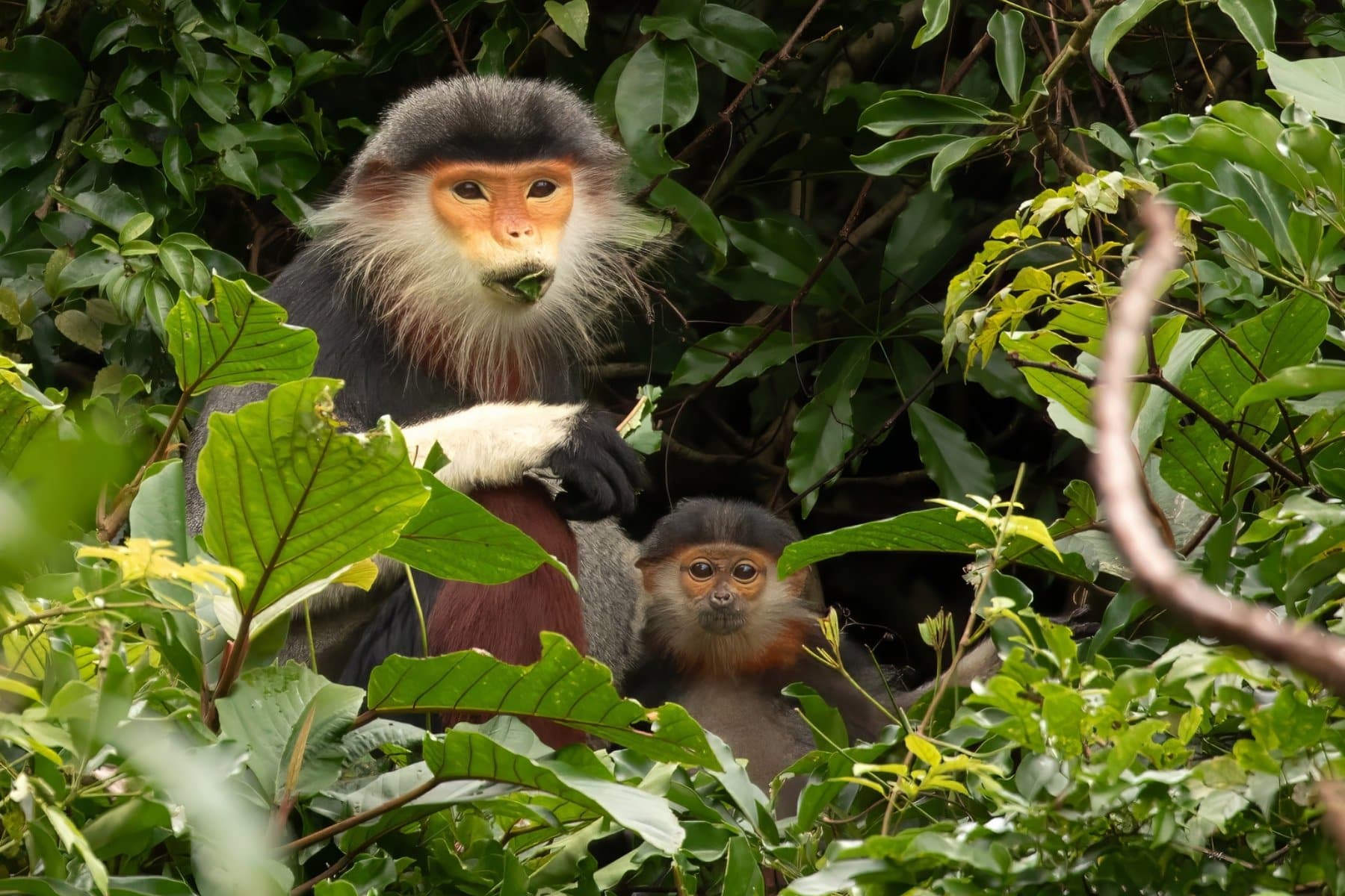 Adult female Red-shanked Douc Langur with baby eating leaves, hiding in the forest canopy