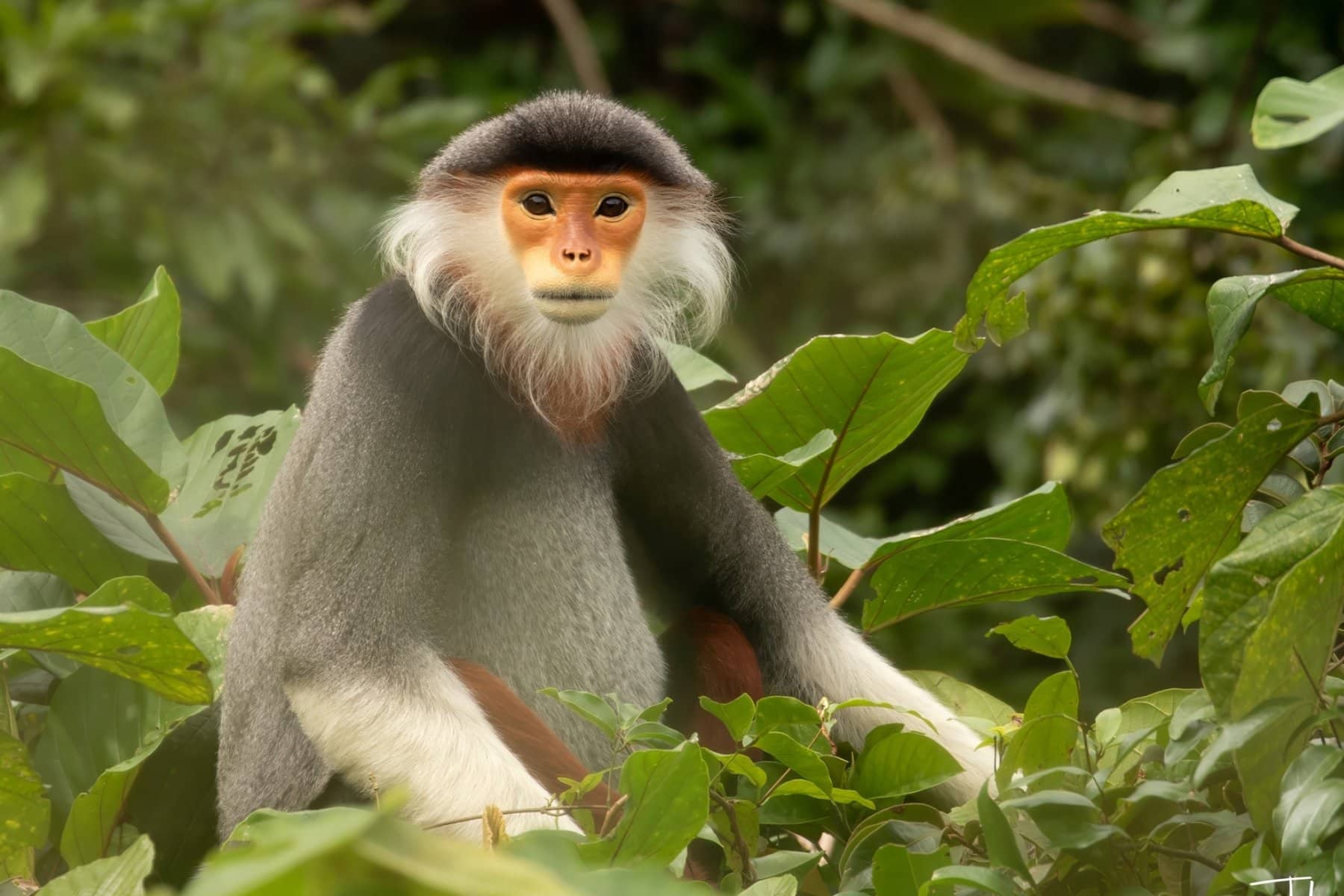 Adult male Red-shanked Douc Langur perched in leafy trees in a gully, blending with the surroundings