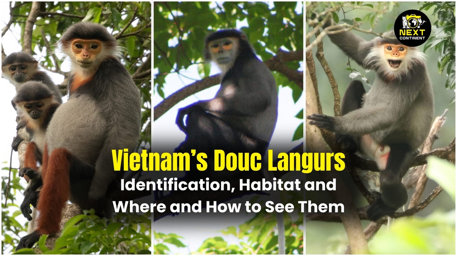 A collage featuring the Red-shanked Douc Langur, Black-shanked Douc Langur, and Grey-shanked Douc Langur of Vietnam