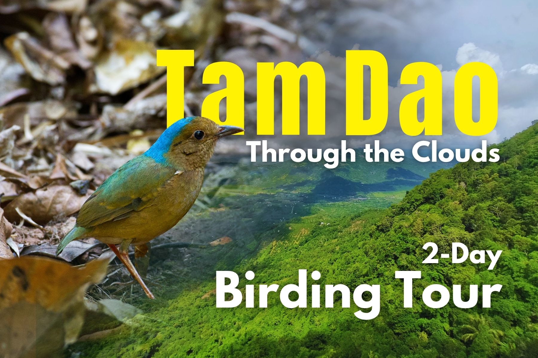 tam dao through the clouds