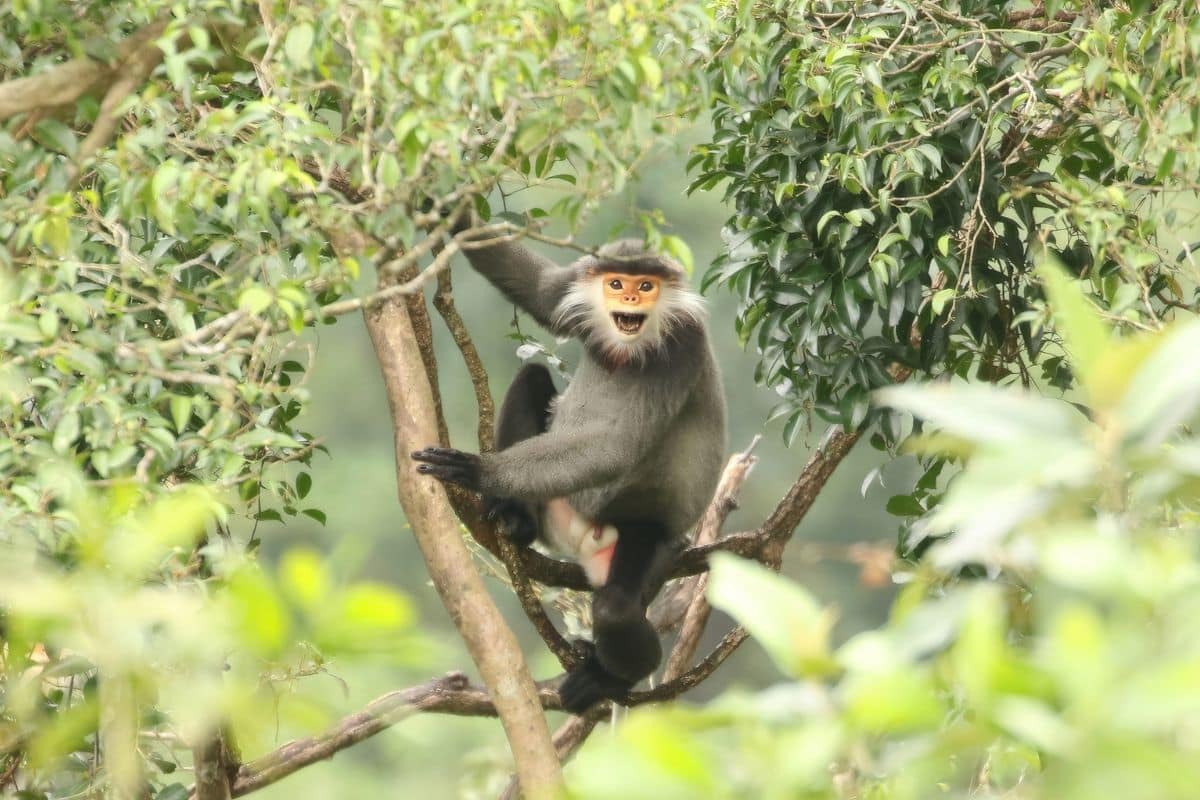 Male Grey-shanked Douc Langur perched high in the canopy of Quang Nam, Vietnam, growling and showing aggression