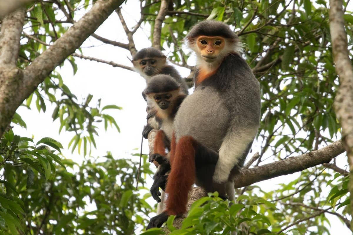 Adult female Red-shanked Douc Langur with two babies sitting on a branch in Son Tra, Central Vietnam