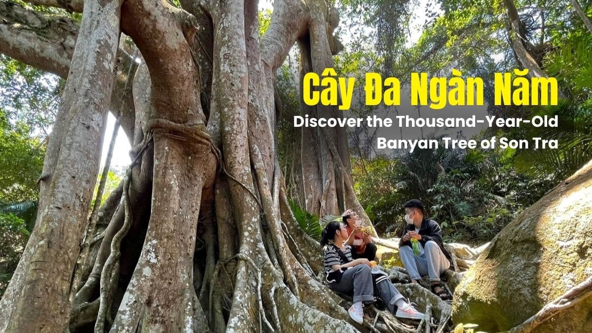 The thousand-year-old banyan tree of Son Tra Peninsula in Vietnam, with Vietnamese people gathered underneath its sprawling roots and canopy