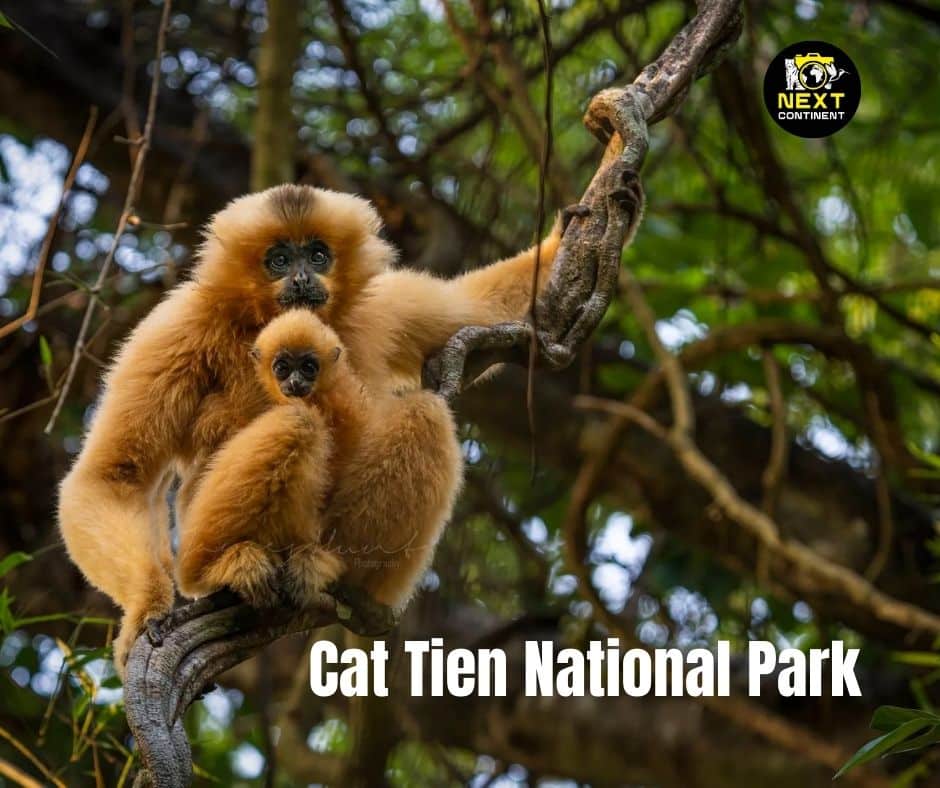 Mother yellow-cheeked gibbon with baby perched on a vine in the jungle of Cat Tien National Park