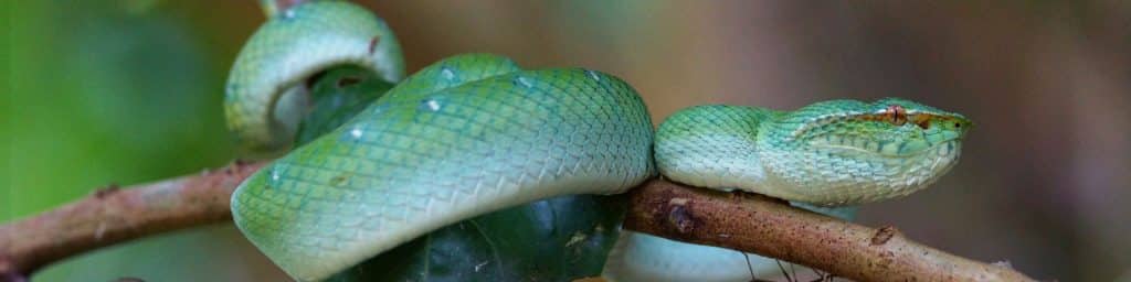A close up shot of a Wagler's Pit Viper on a stick branch in the forest on a herping tour in Vietnam