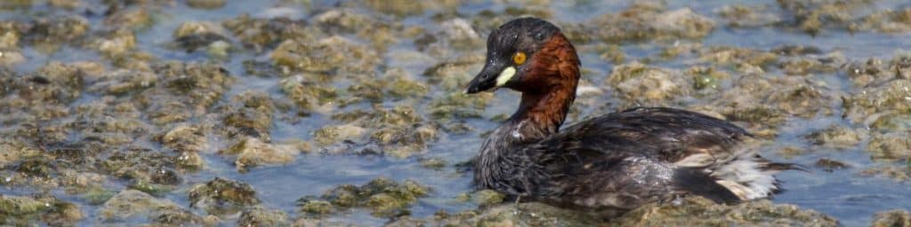 A Little Grebe in breeding plumage on a wetland lake in Hue, Vietnam