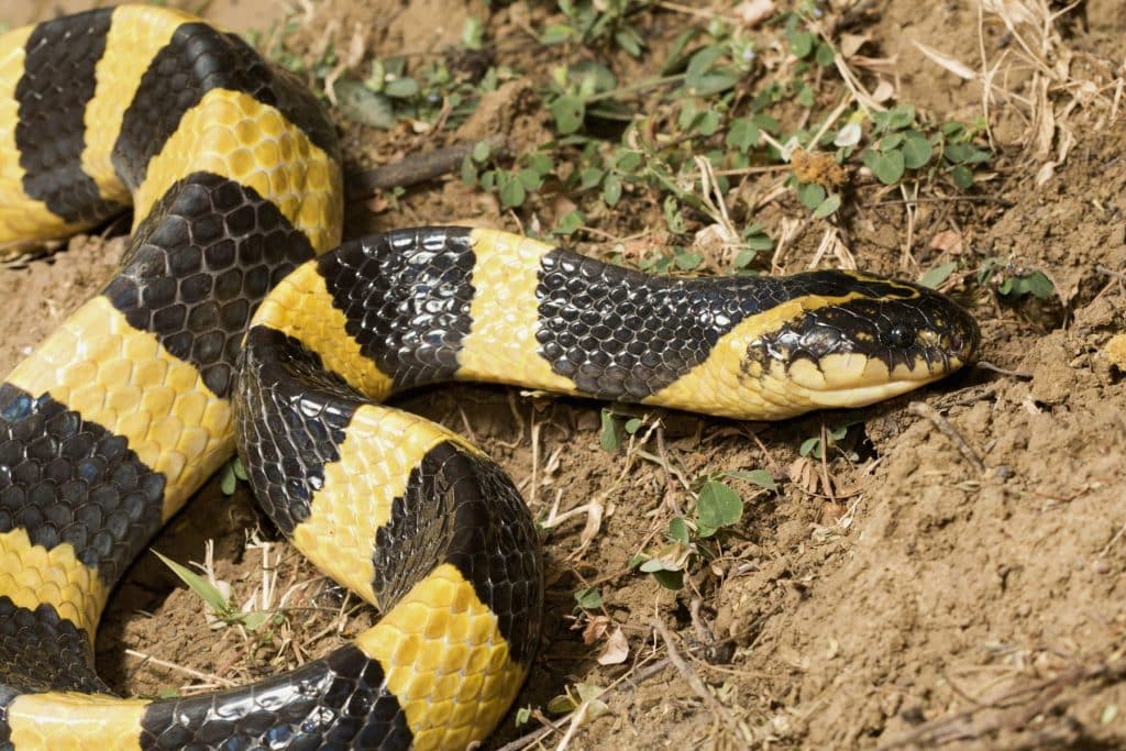 Banded Krait (Bungarus fasciatus) close-up on the ground in Vietnam