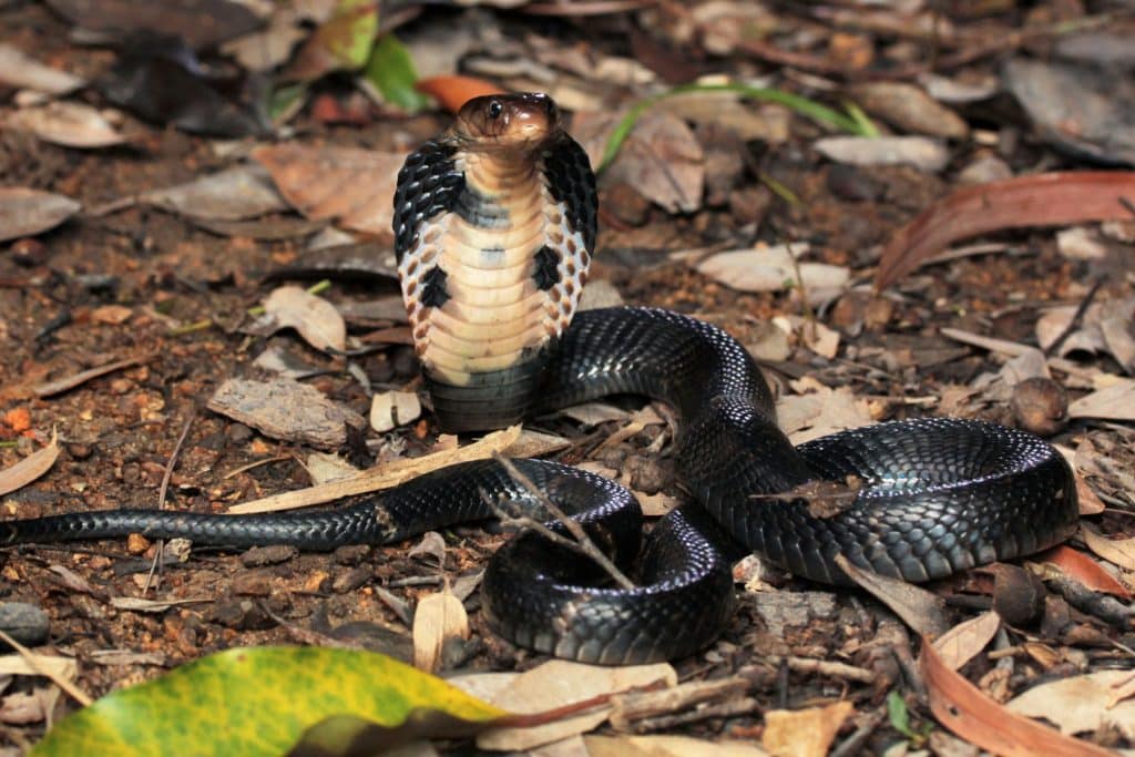 Chinese Cobra (Naja atra) curled up with head raised on leaf litter near Hanoi, Vietnam
