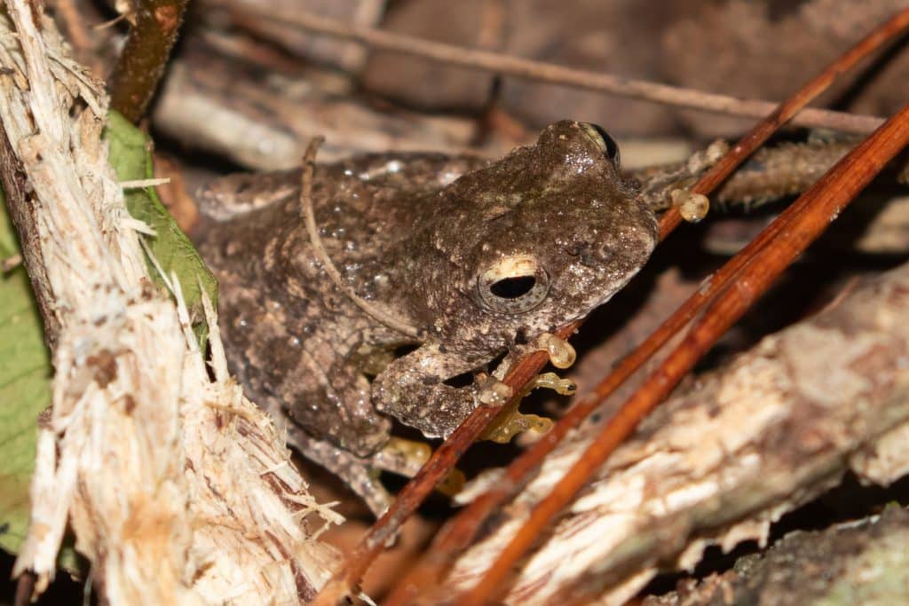 Langbian Bubble-nest Frog (Raorchestes viridescens) on forest floor in Bidoup Nui Ba National Park
