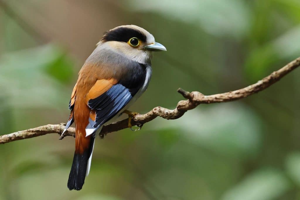 A Silver-breasted Broadbill perched on a dead stick in Bach Ma National Park