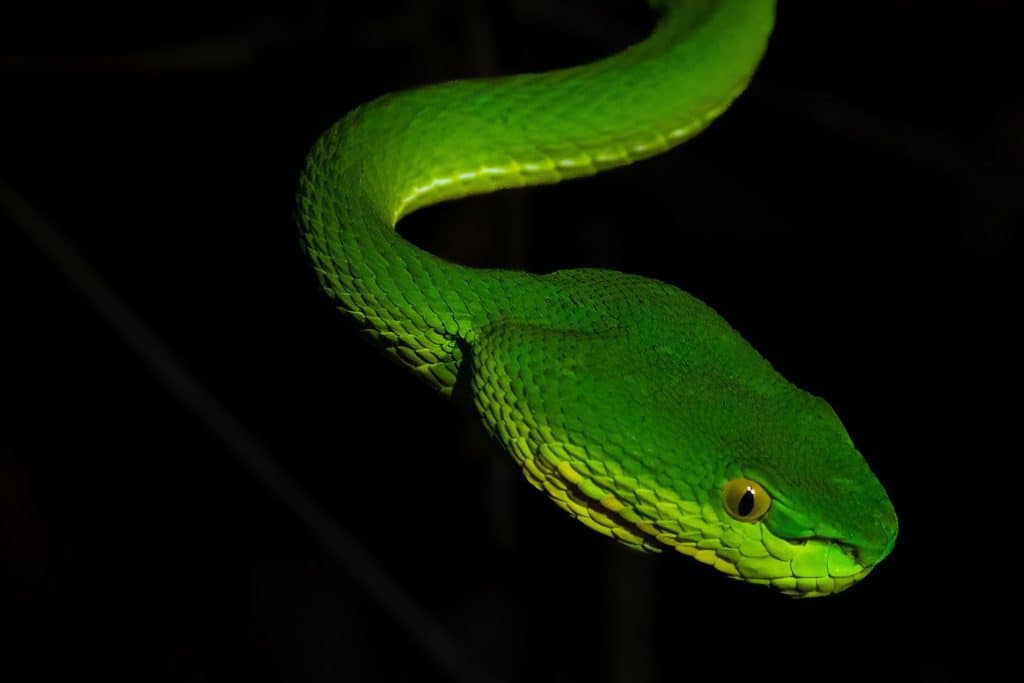 White-lipped Pit Viper (Trimeresurus albolabris) hanging from a branch at night in tropical forest