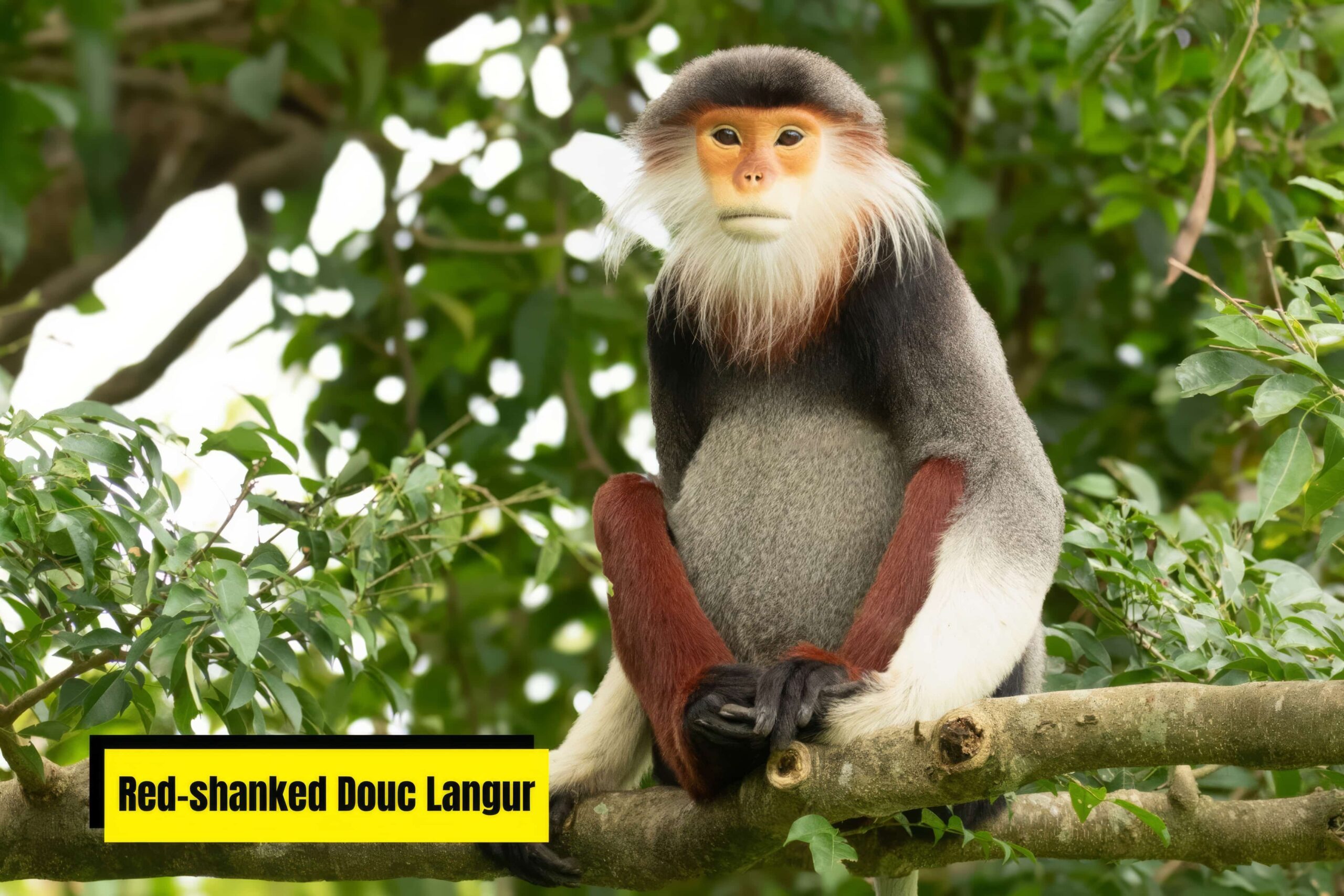 red-shanked-douc-langur-safari