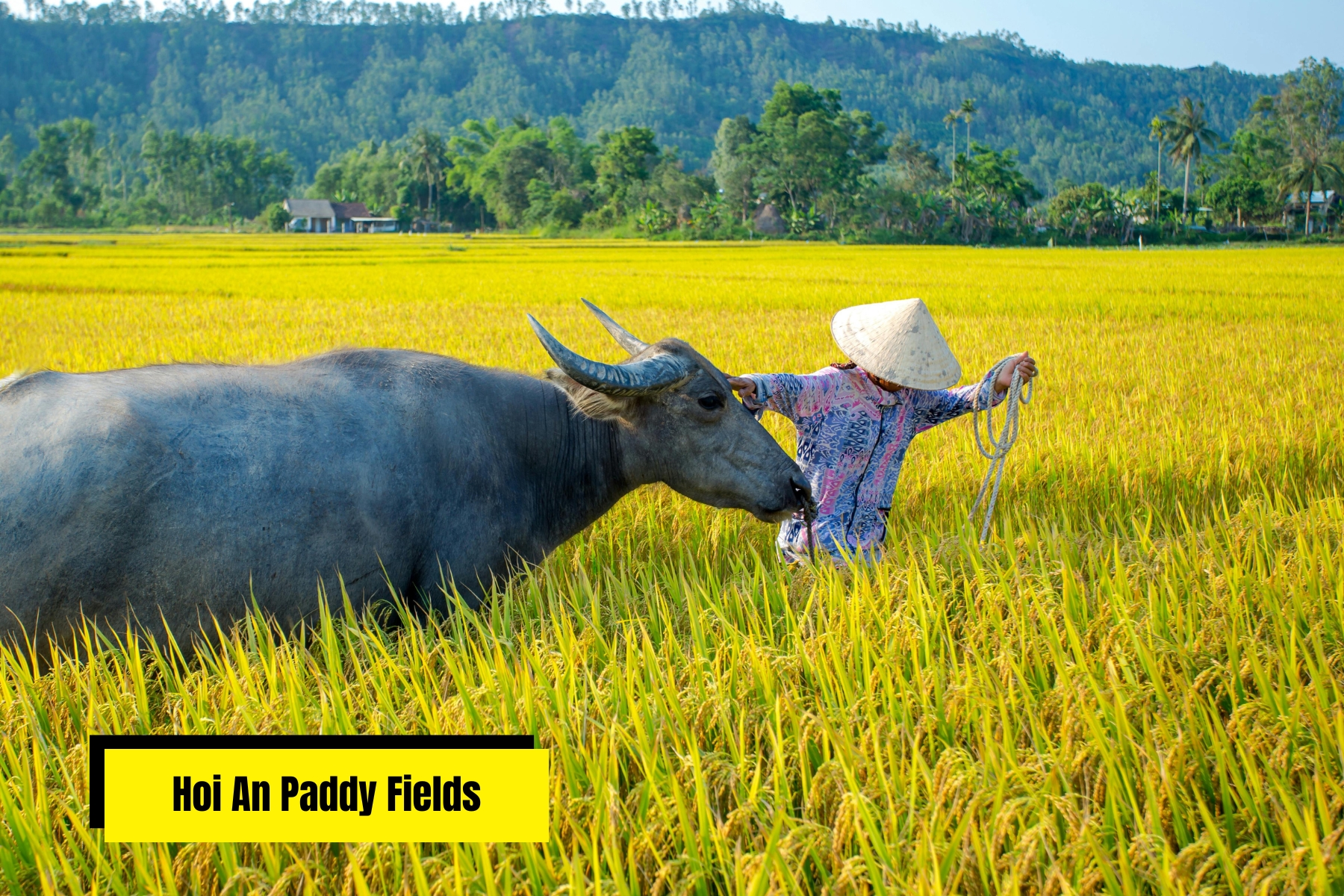 A traditional Vietnamese farmer leads a domestic Water Buffalo through golden rice paddy fields