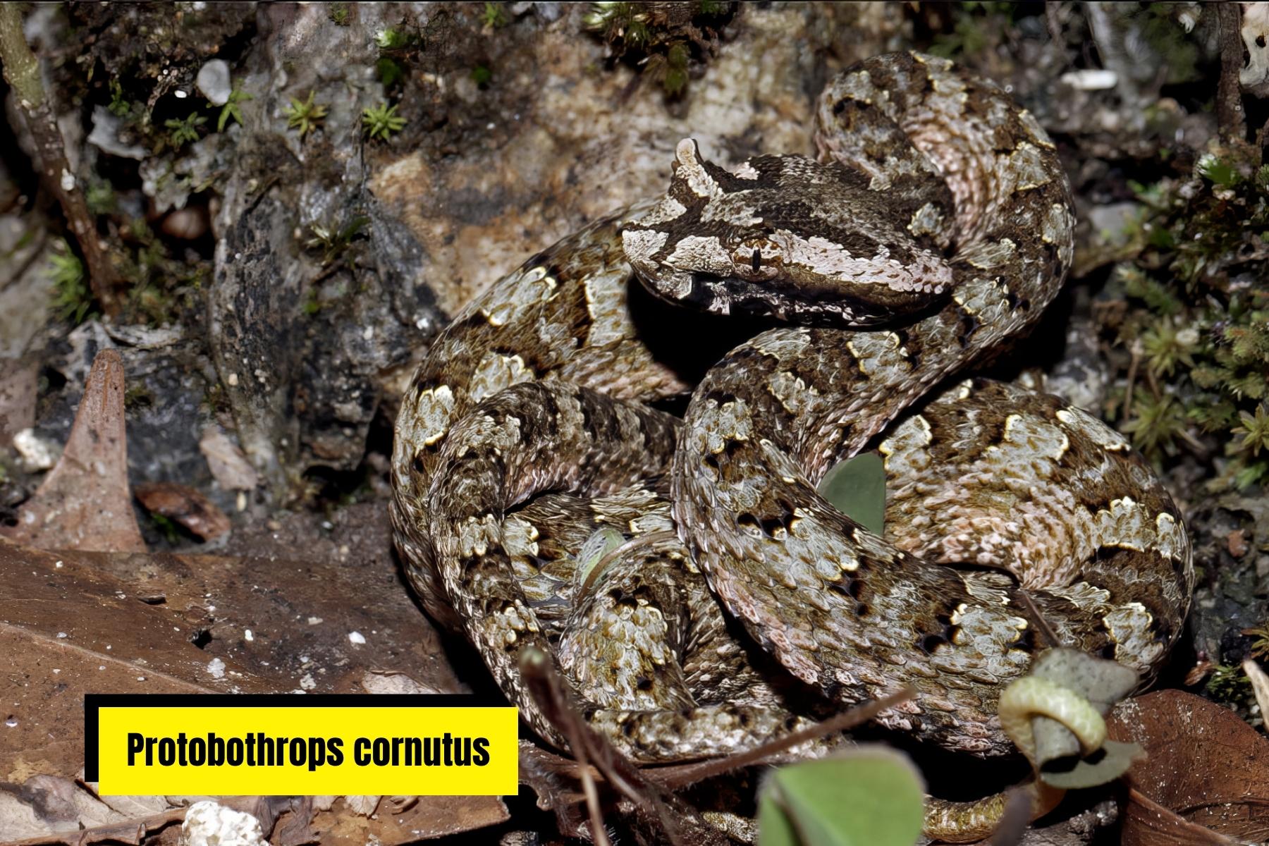 herping-tours-bach-ma-protobothrops-cornutus