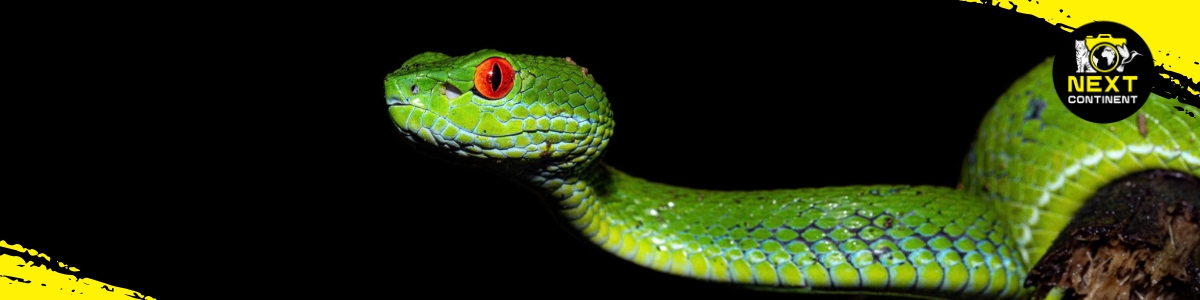 An adult Ruby-eyed Pit Viper (Trimeresurus rubeus) perching in the jungle at night from Cat Tien National Park