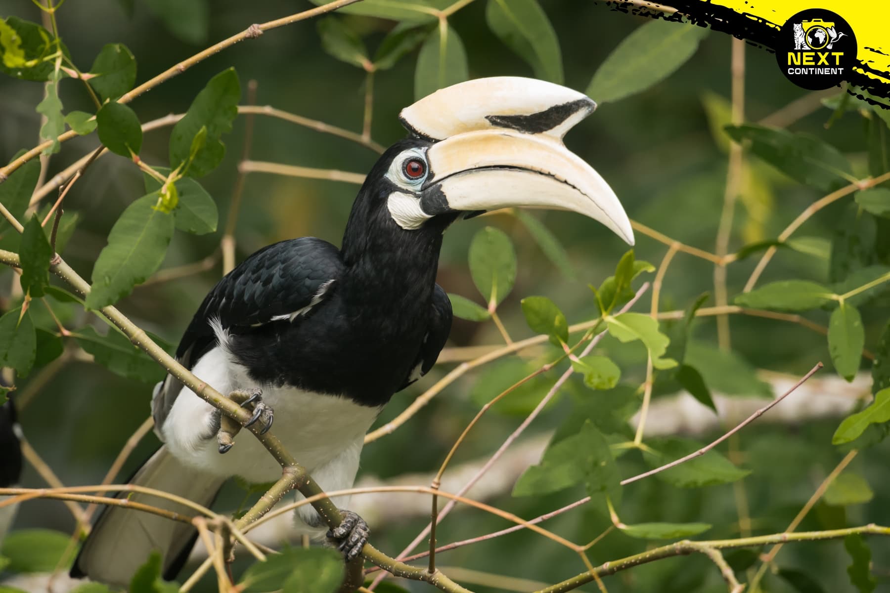 oriental-pied-hornbill