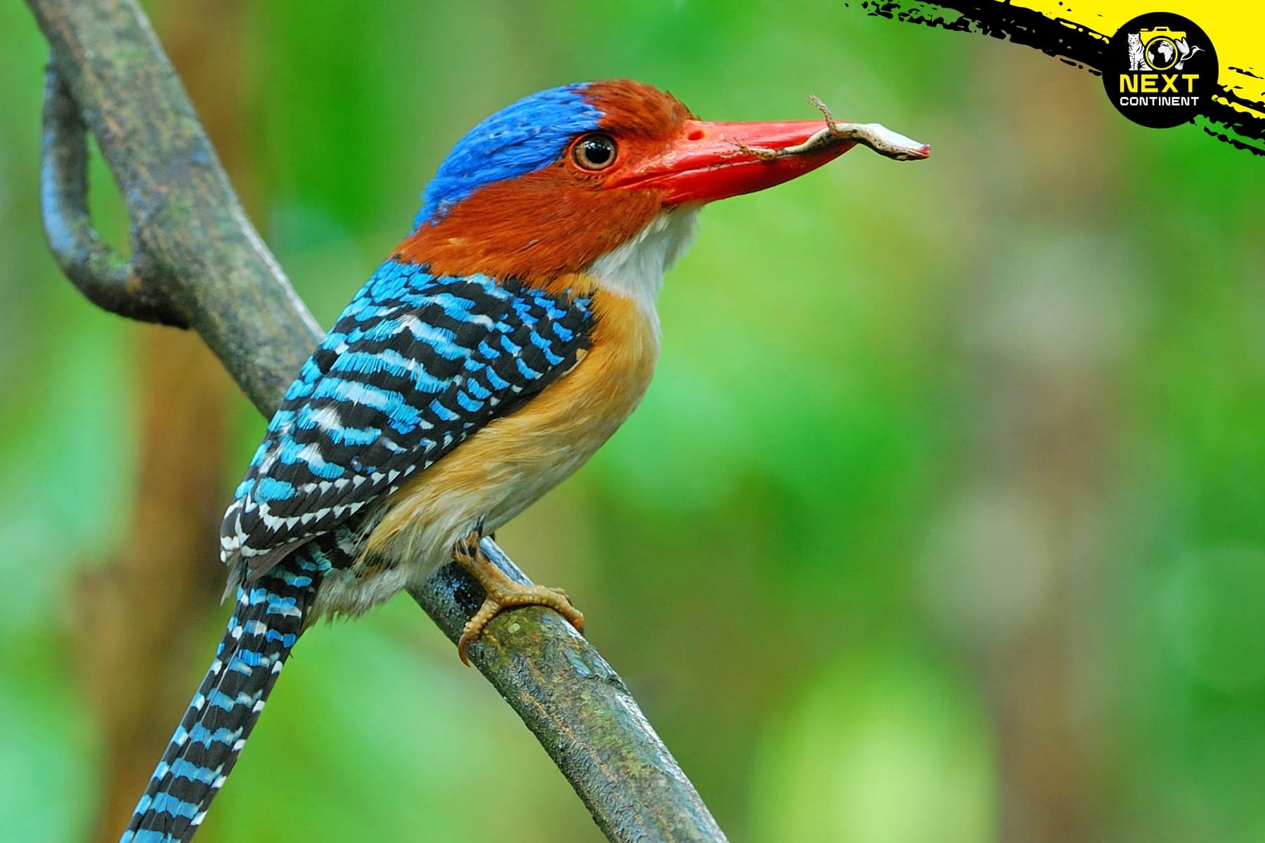 banded-kingfisher