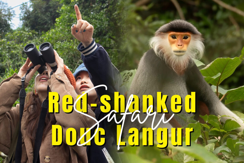 red shanked douc langur