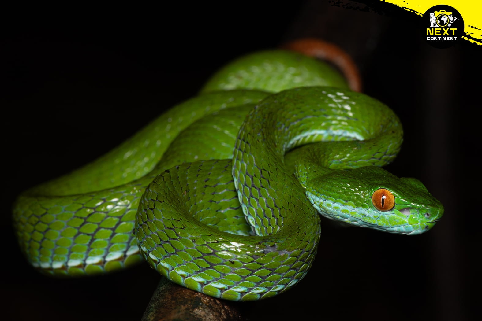 southern-vietnam-herping-expedition-snakes-endemics-next-continent