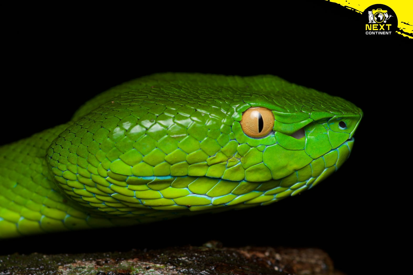 southern-vietnam-herping-expedition-snakes-endemics-next-continent