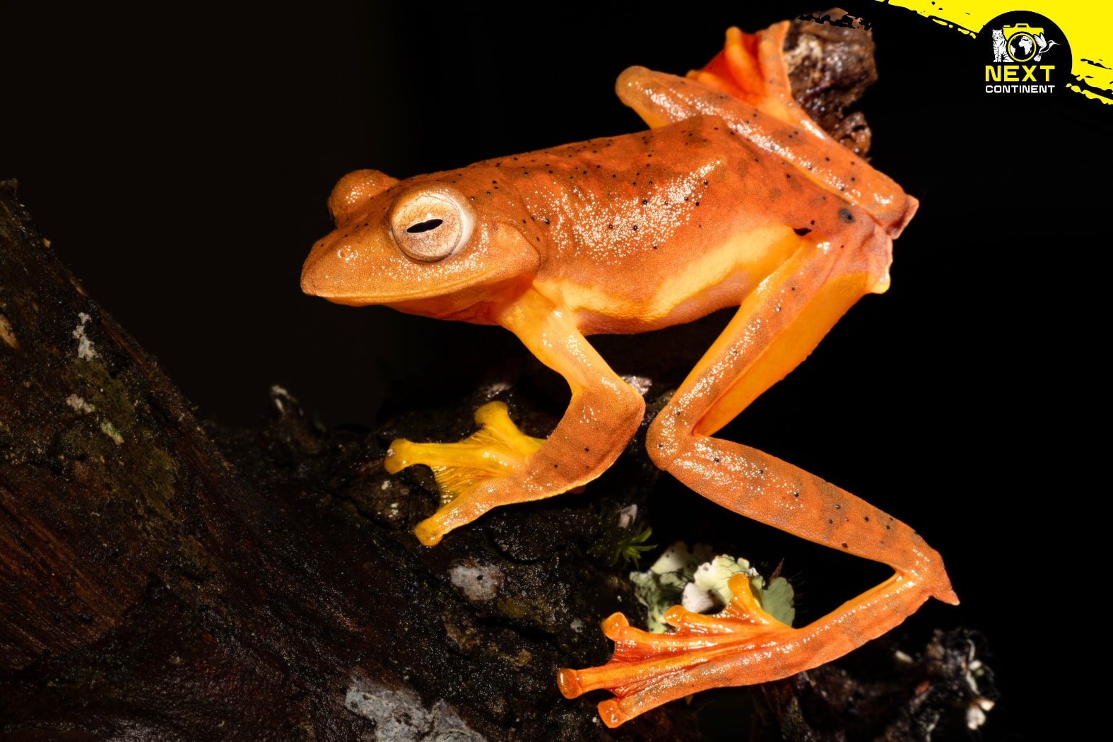 southern-vietnam-herping-expedition-snakes-endemics-next-continent