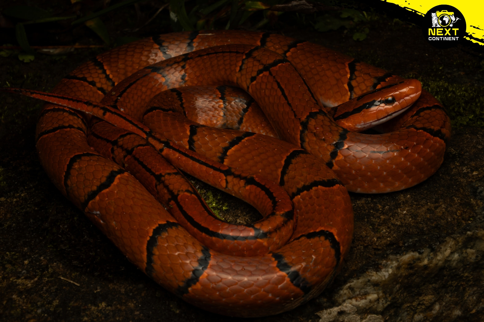 southern-vietnam-herping-expedition-snakes-endemics-next-continent