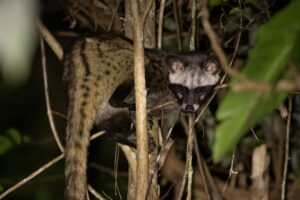 Wild Southern Palm Civet resting in a tree during a Next Continent wildlife tour in Vietnam