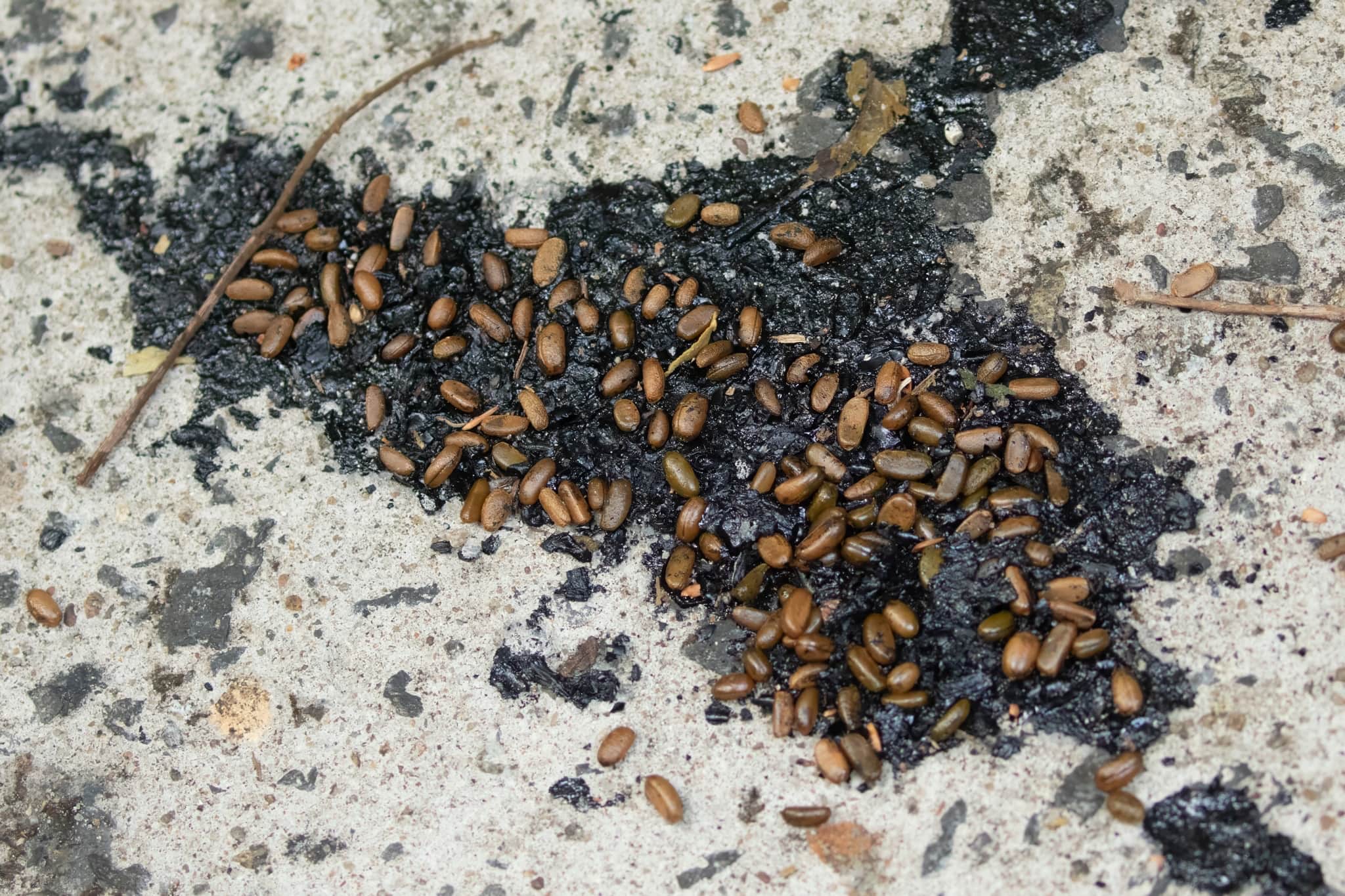 Wild civet droppings containing undigested seeds and coffee beans found on a forest trail in Vietnam