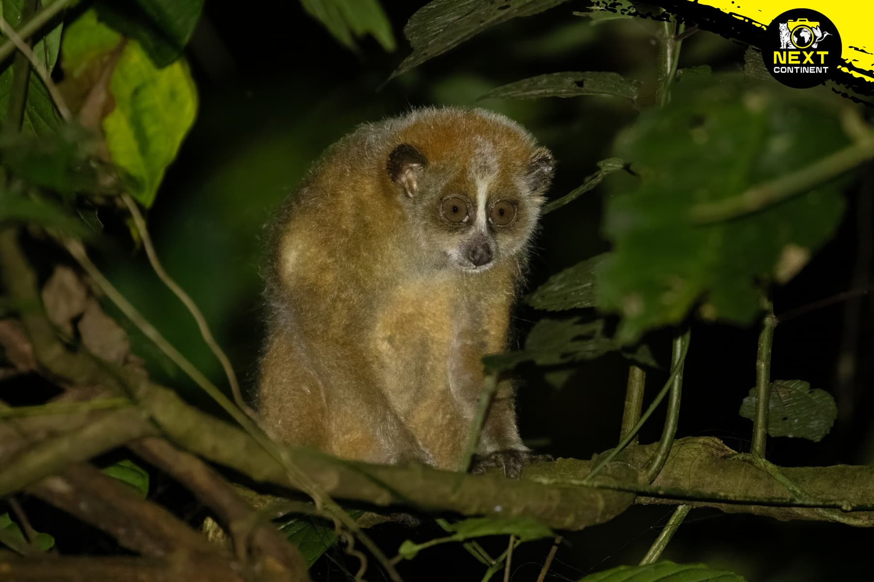 Northern Pygmy Slow Loris