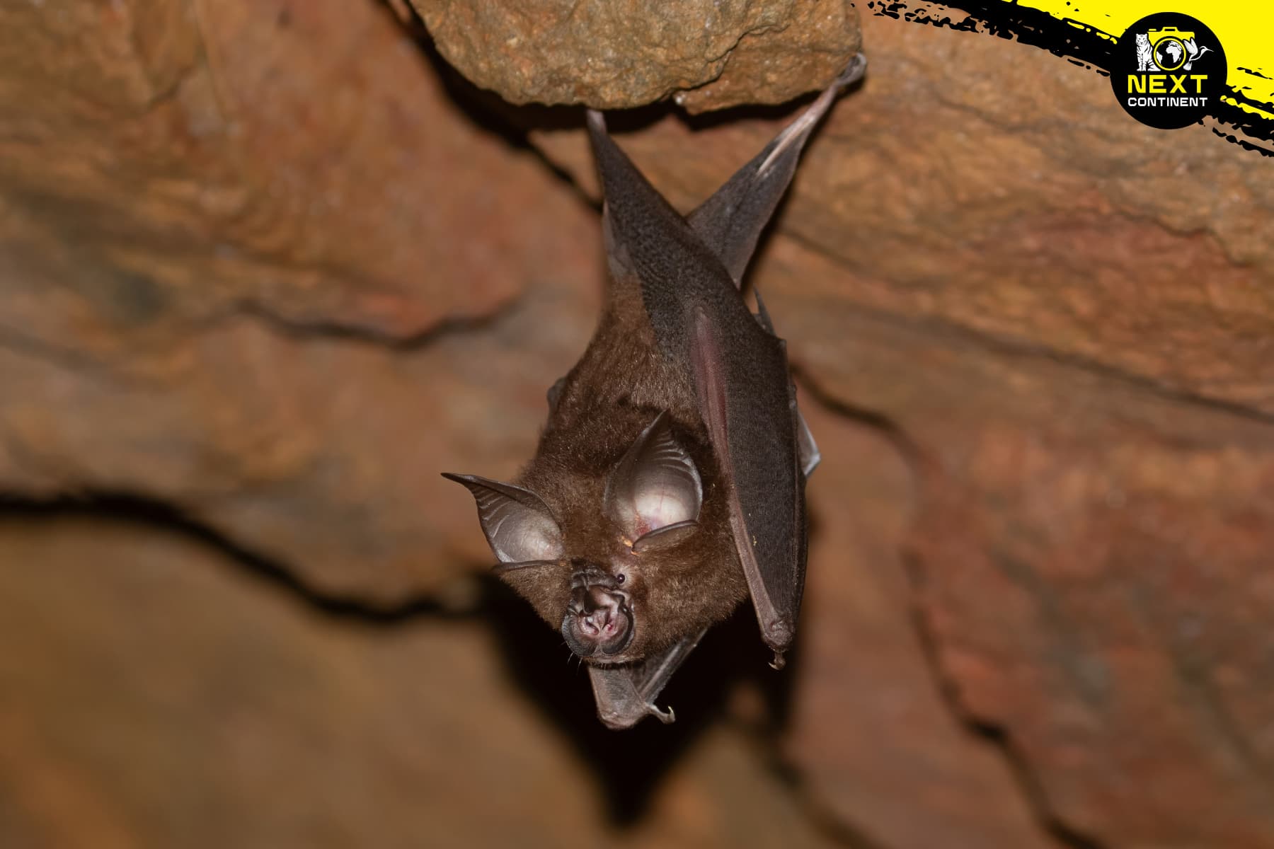 Pearson's Horseshoe Bat