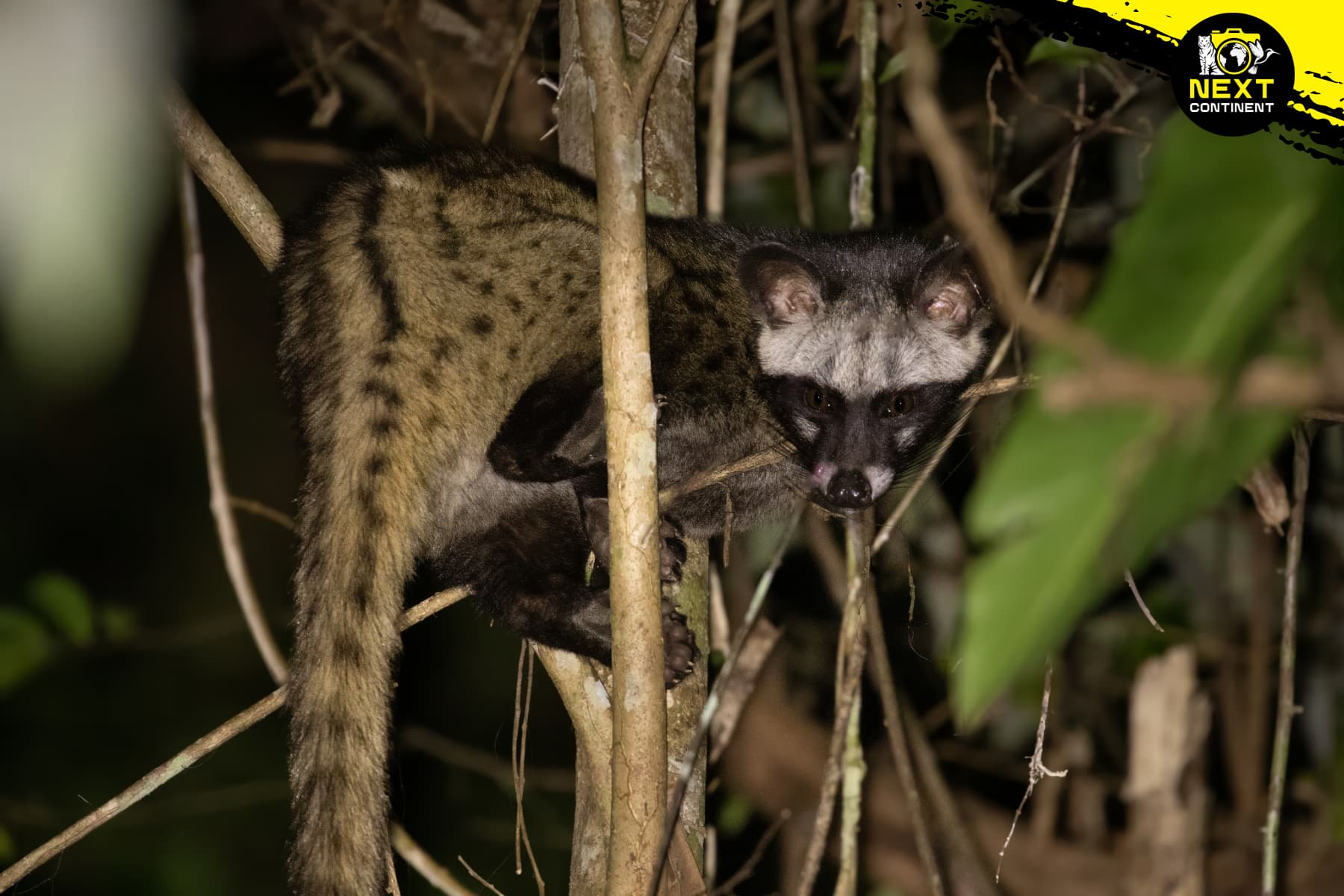 Southern Palm Civet